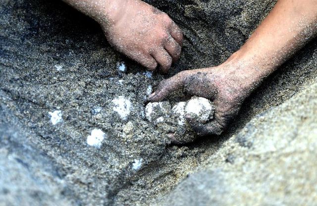Endonezya'da Tehlike Altındaki Deniz Kaplumbağaları İçin Koruyucu Önlemler Alınıyor