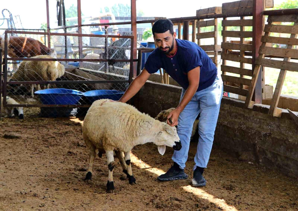 Adana\'da Kurban Pazarları Kuruldu, Satıcılar Vatandaşları Uyardı