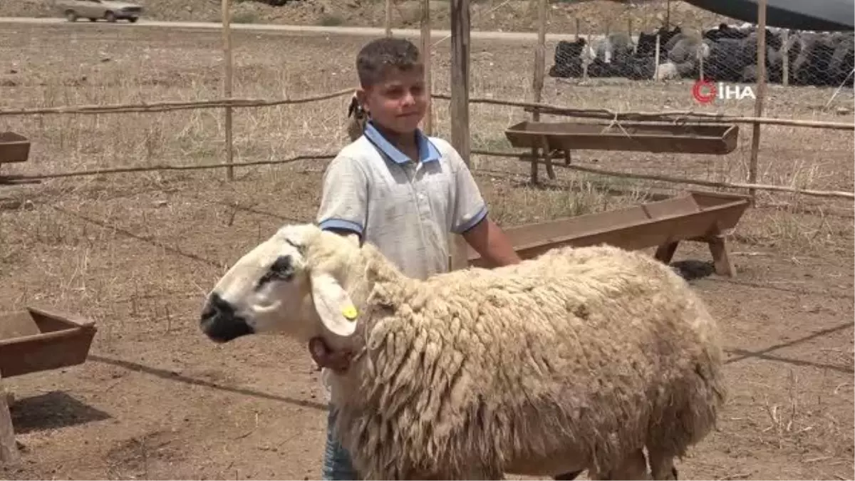 Adana\'da Kurban Pazarları Kuruldu, Satıcılar Uyardı