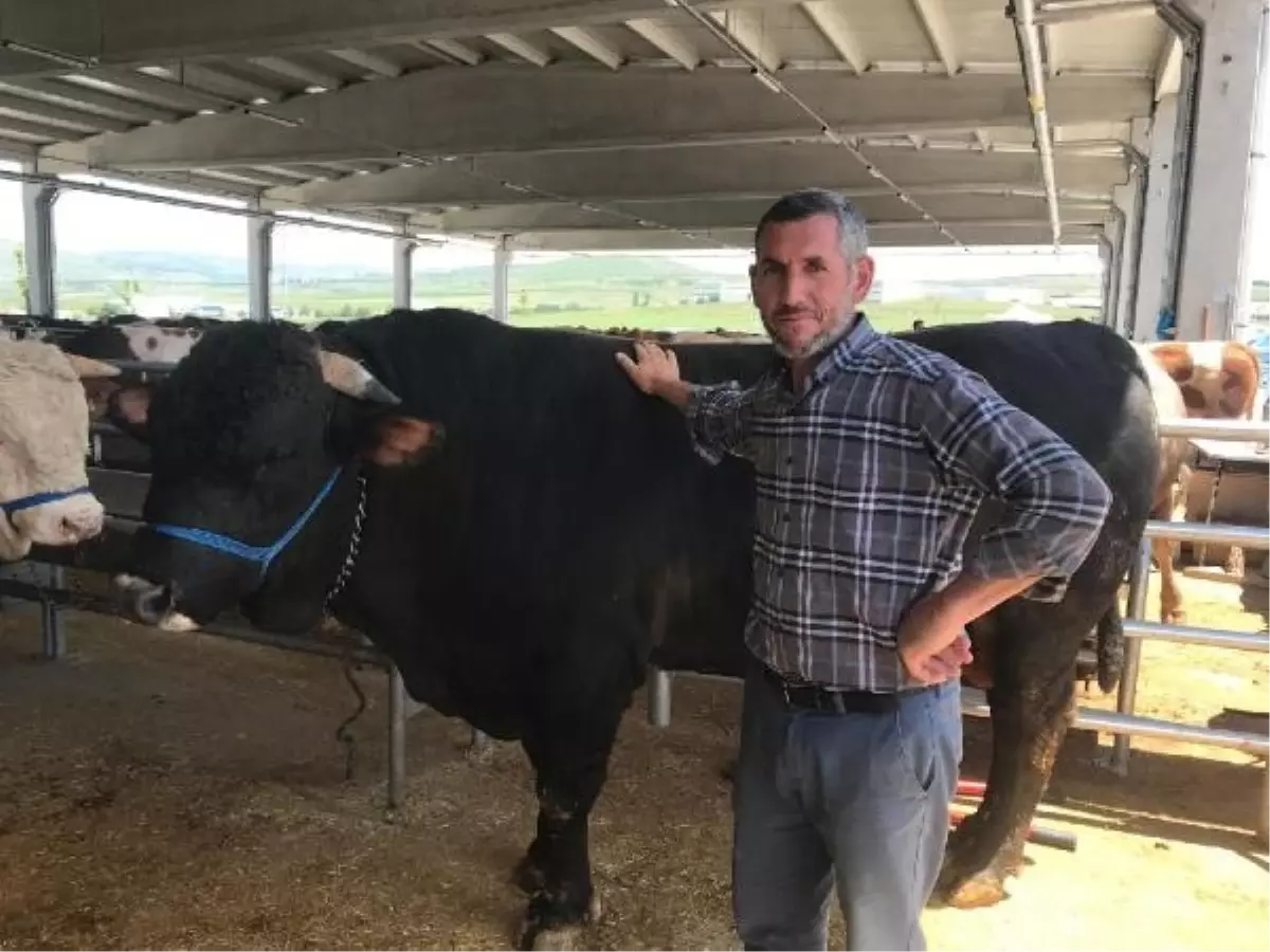 Ankara\'da 170 bin TL\'ye satışa çıkarılan boğa pazarın ilgi odağı oldu