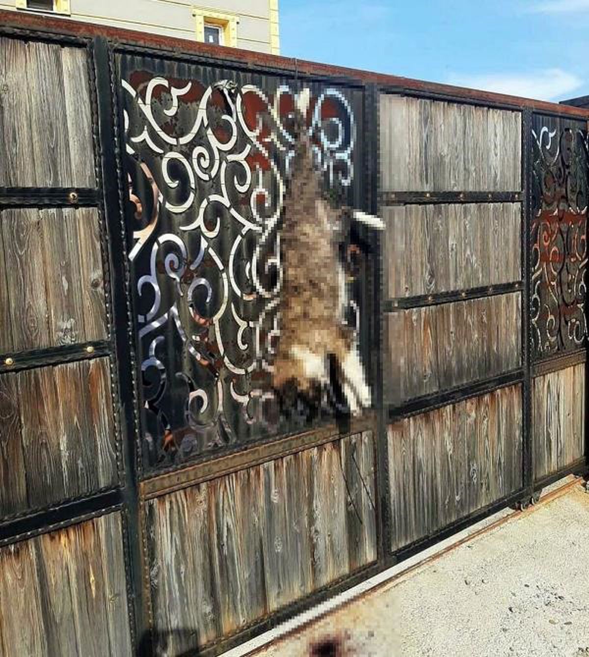 Manisa\'da ölü köpek olayında şüphelilerden biri serbest bırakıldı