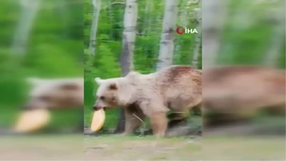 Boz ayı ağaç dalındaki ekmeği böyle kaptı