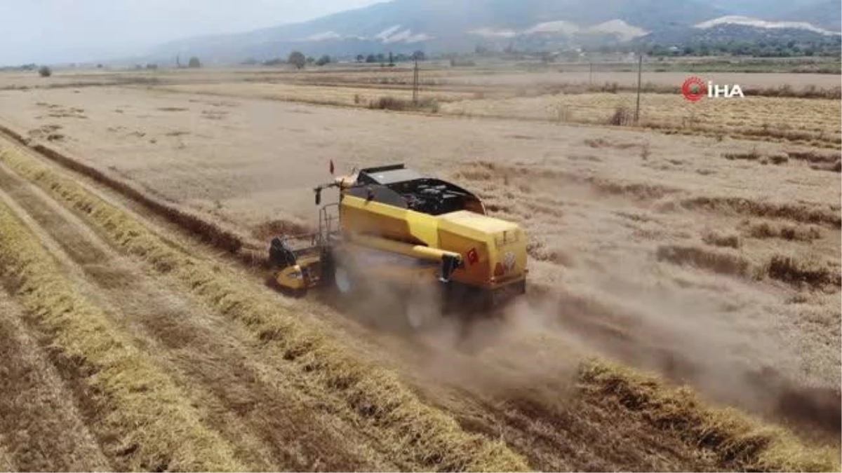 Buğday Üreticileri Hasat İçin Zamanla Yarışıyor