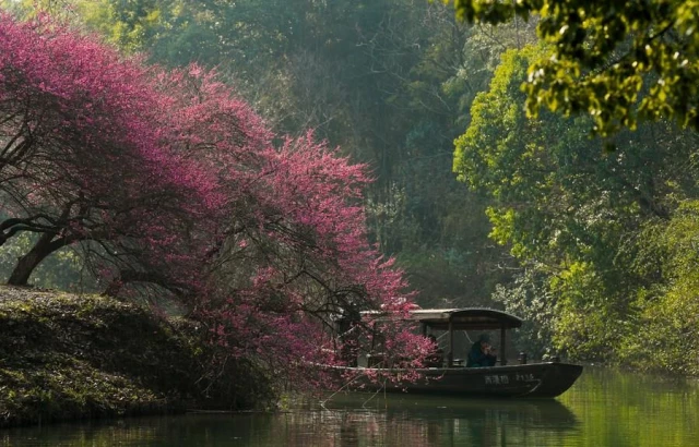 Çin'in Hangzhou Kenti Zengin Kültürü ve Doğal Güzellikleriyle Büyülüyor