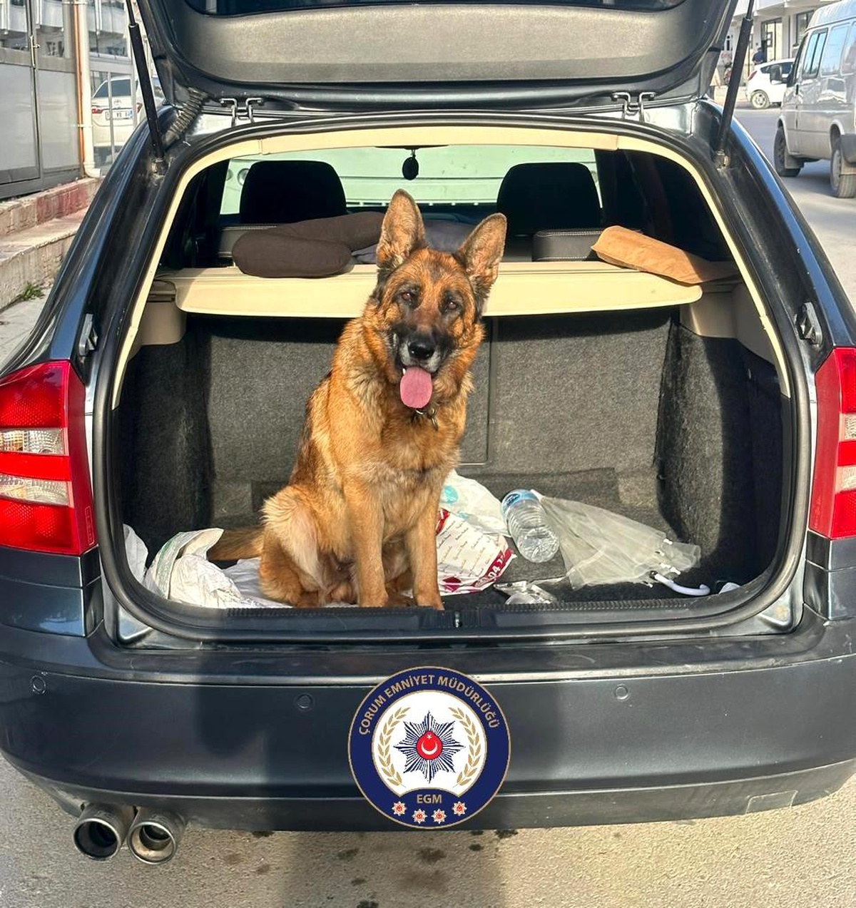 Çorum\'da Çalıntı Köpek İle Yakalanan Hırsızlar Tutuklandı