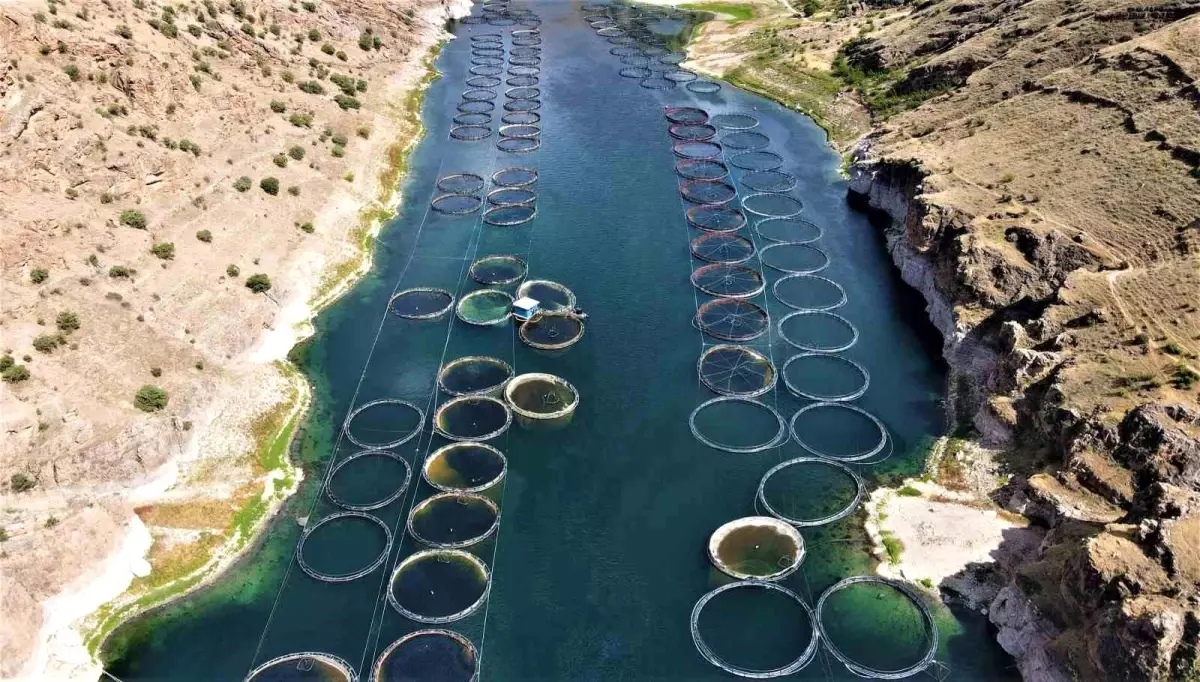 Elazığ\'da Alabalık Üretimi ve İhracatı Yüzde Yüz Arttı