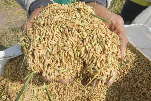 Endonezya'daki Çiftçiler Altın Sarısı Tarlalarda Çeltik Hasadı Yapıyor