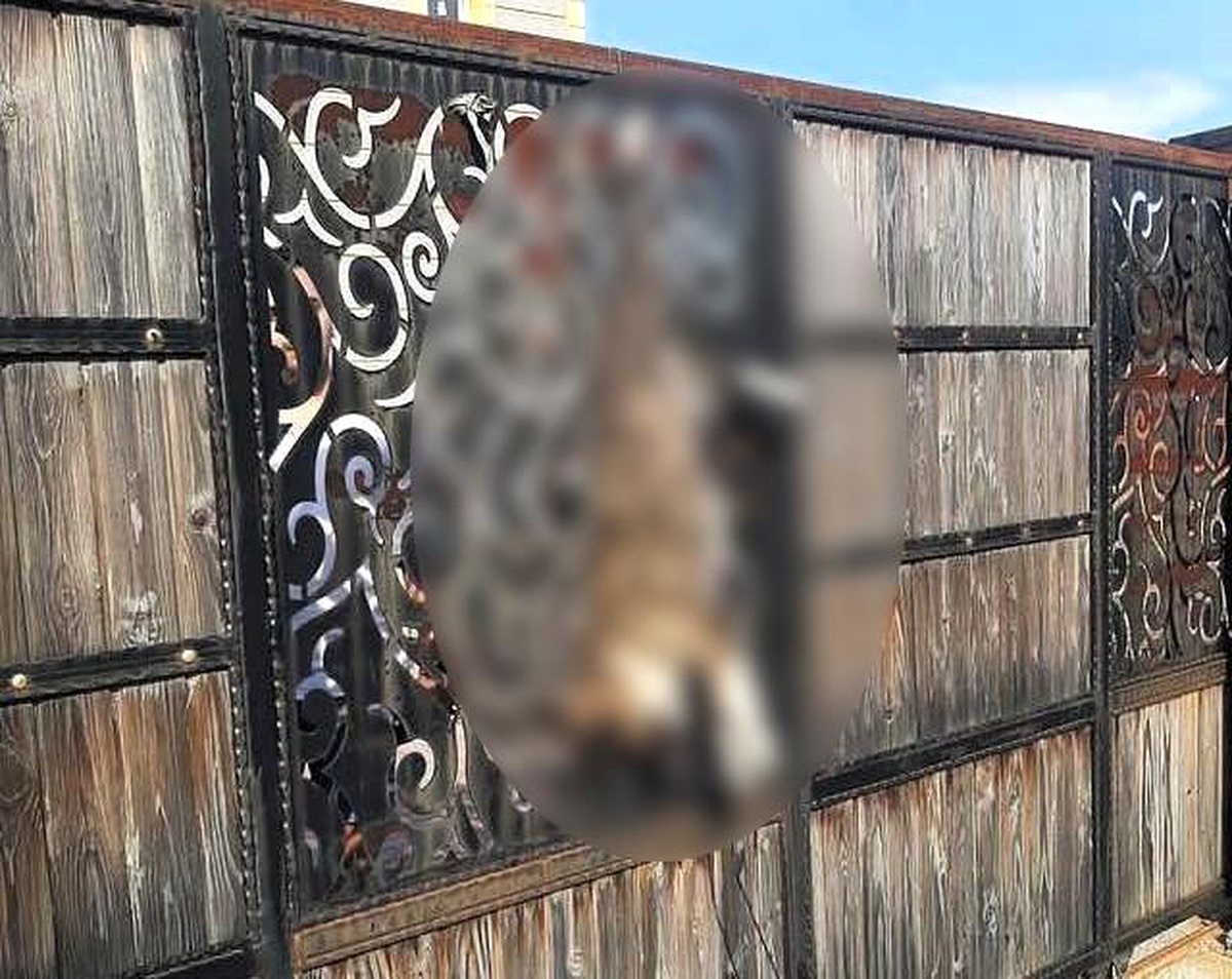 Manisa\'da çiftlik evinin kapısında asılı bulunan köpek olayıyla ilgili açıklama yapıldı
