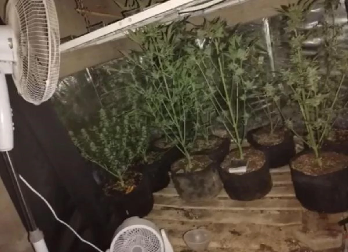 Seyitgazi\'de skunk bitkisi yetiştirilen evde uyuşturucu operasyonu