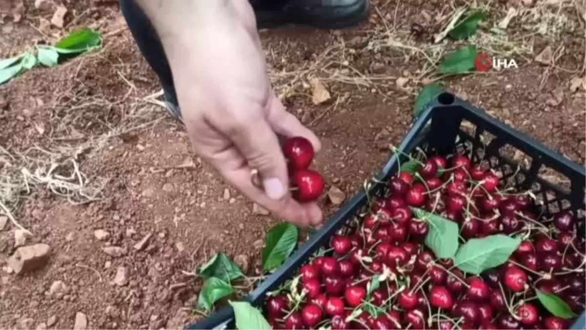 İslahiye\'de Yüksek Rekolte Beklenen Kiraz Hasadı Başladı