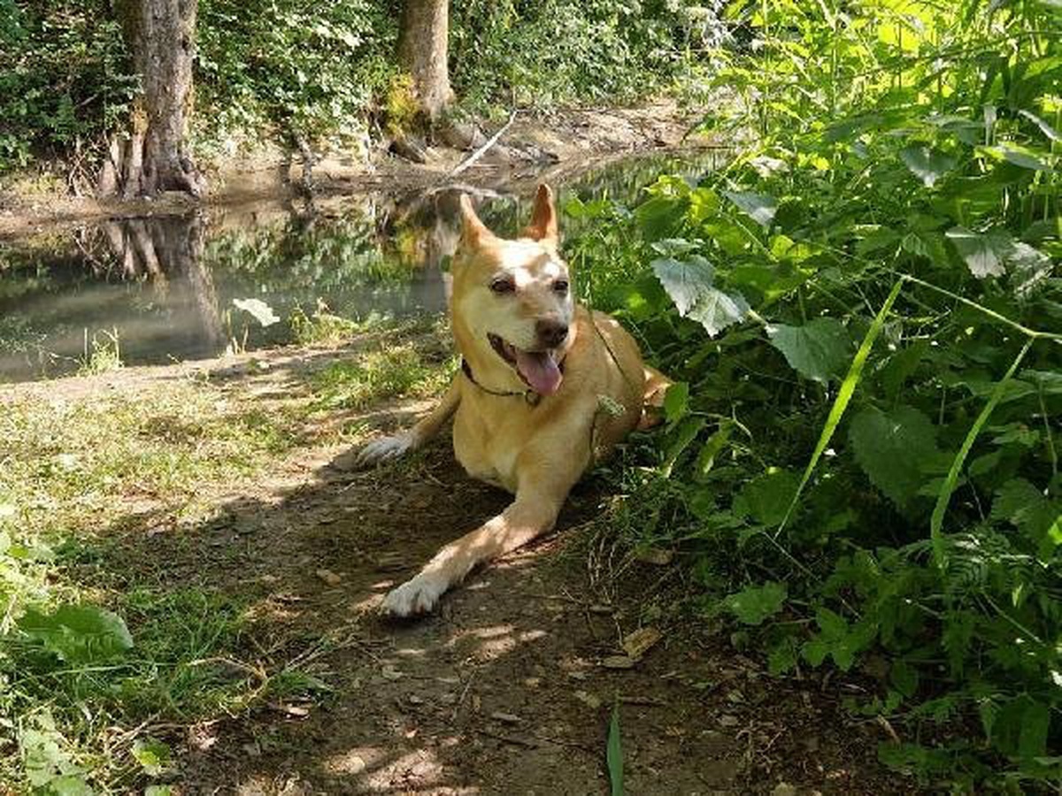İsviçreli diplomat, Lübnan\'dan sahiplendiği engelli köpeğini 10 ay sonra İsviçre\'ye getirdi