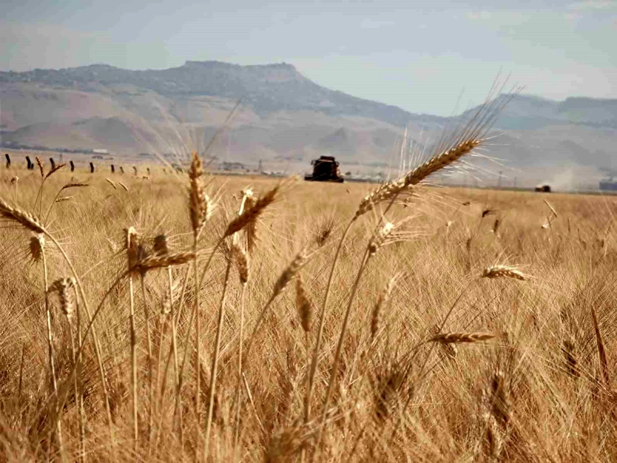 Mardin\'de Buğday Hasadı Başladı