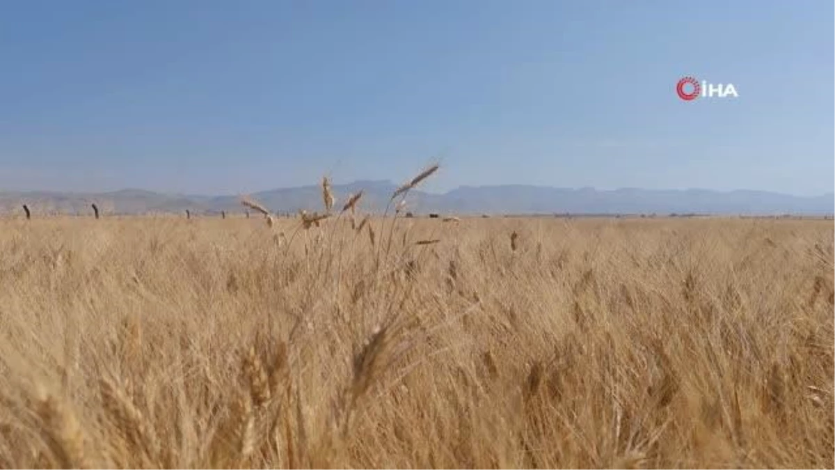 Mardin\'de Çiftçiler Buğday Tarlalarında Yoğun Mesaide