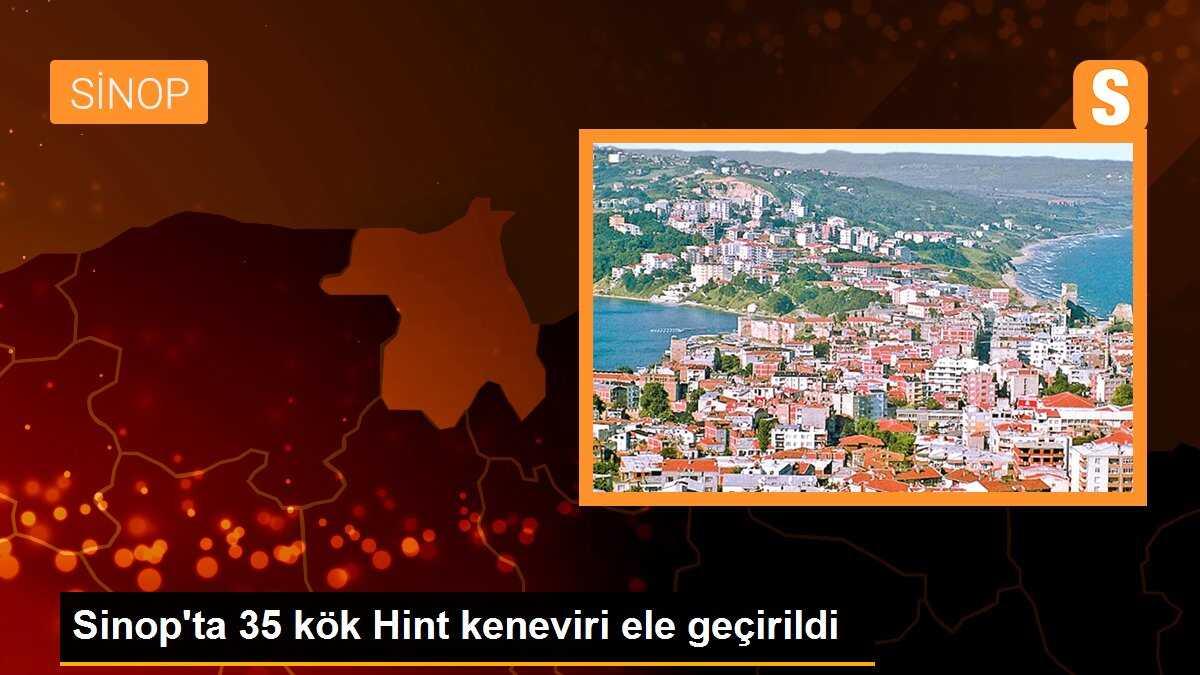 Sinop\'ta 35 kök Hint keneviri ele geçirildi