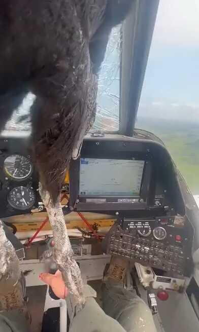 Uçağa çarpan kartal camdan kokpite girmesine rağmen pilot soğukkanlılığını korudu