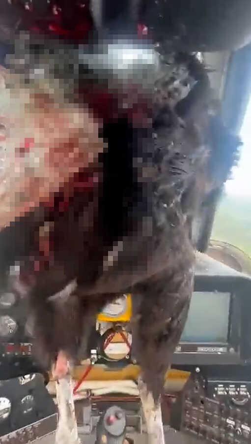 Uçağa çarpan kartal camdan kokpite girmesine rağmen pilot soğukkanlılığını korudu