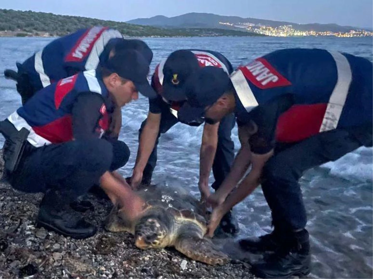 Milas\'ta Yaralı Deniz Kaplumbağası Tedavi Altına Alındı