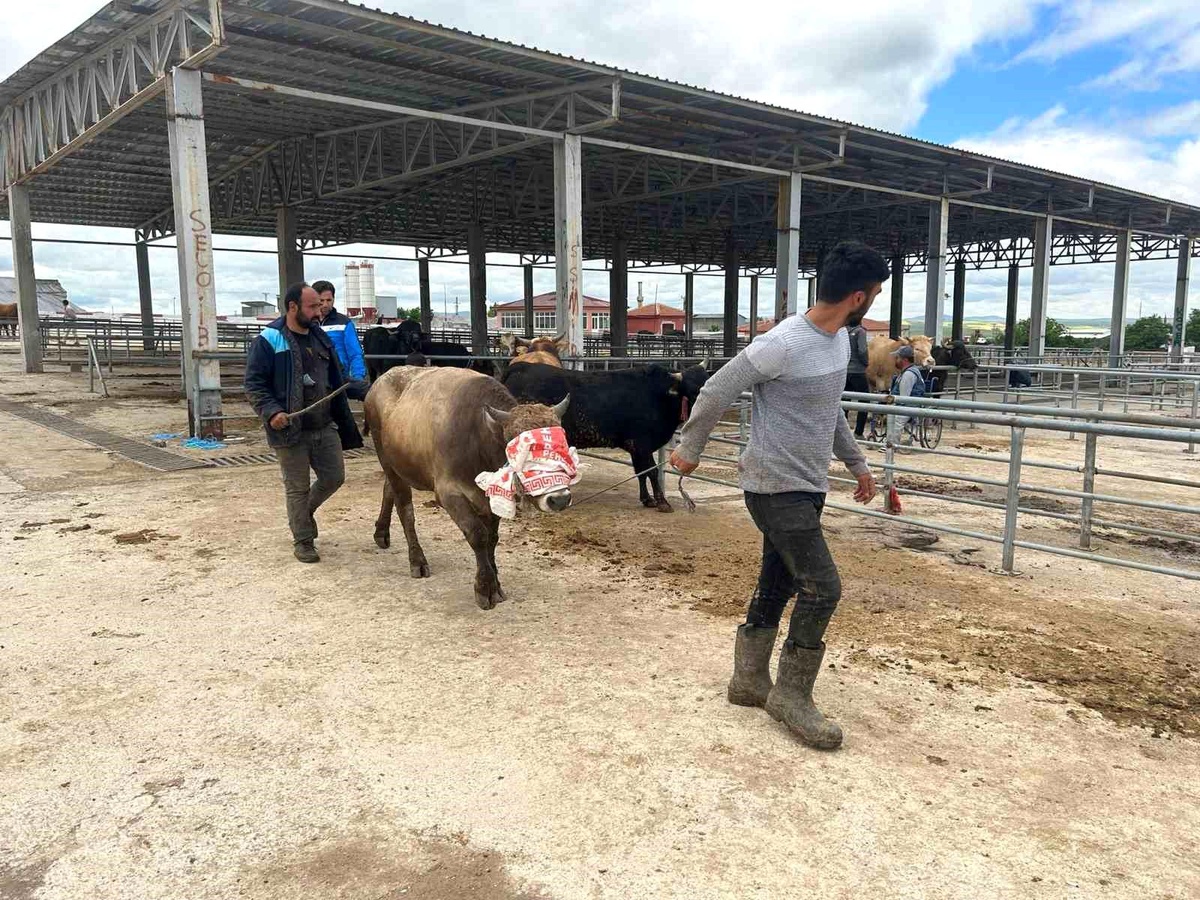 Yozgat\'ta canlı hayvan pazarları açıldı