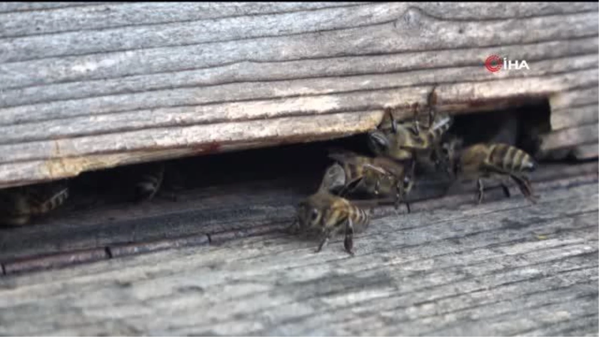 Yağışlı hava şartları arıları olumsuz etkiledi, bal rekoltesinde düşüş bekleniyor