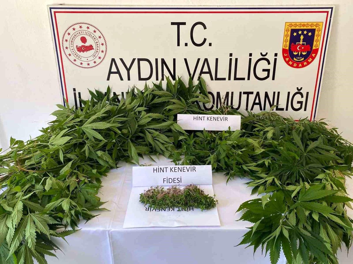 Aydın\'da Kenevir Operasyonu: 158 Kök Kenevir ve 429 Fide Ele Geçirildi