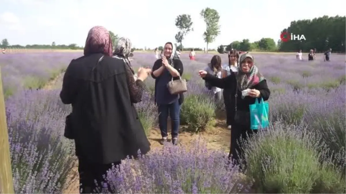 Edirne\'de Lavanta Tarla Günleri Başladı