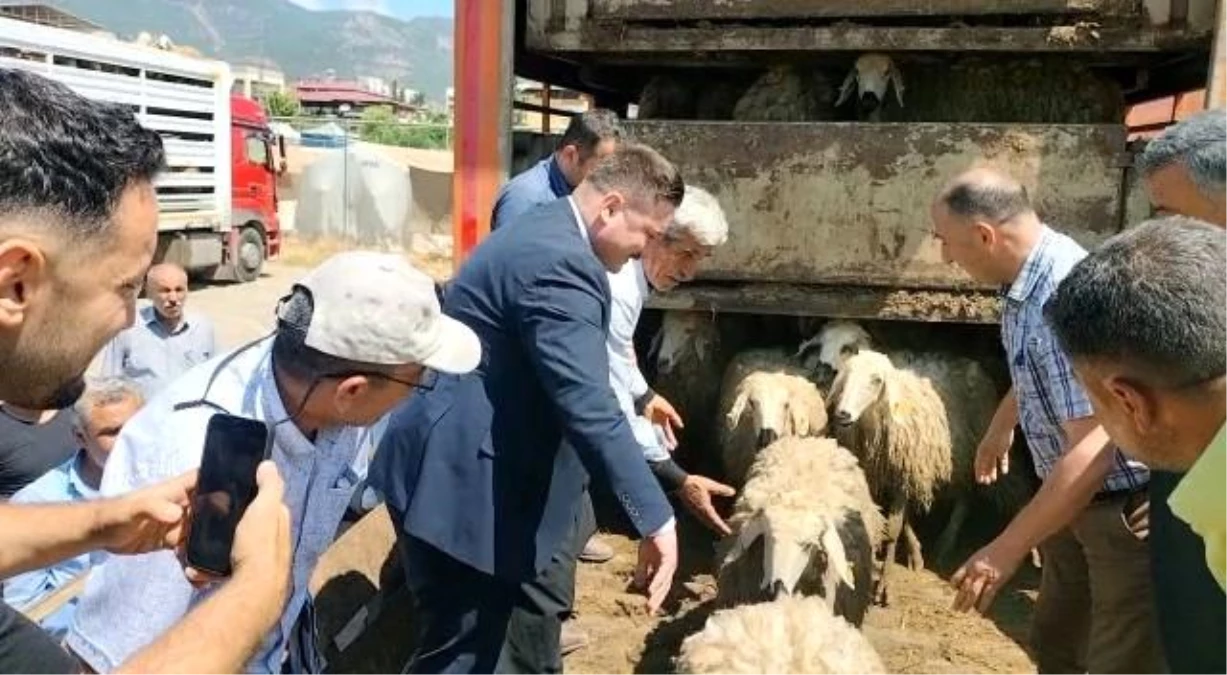 Hassa\'da depremde hayvanlarını kaybedenlere 3 bin 42 adet küçükbaş hayvan dağıtıldı
