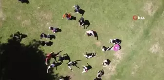 Karnelerini alıp, yaylaya koştular: Çocukların karne sevinci Koca Yayla'ya sığmadı