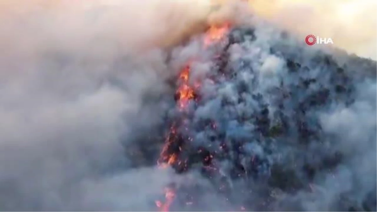 Meksika\'da orman yangını: 4 bin hektardan fazla alan kül oldu