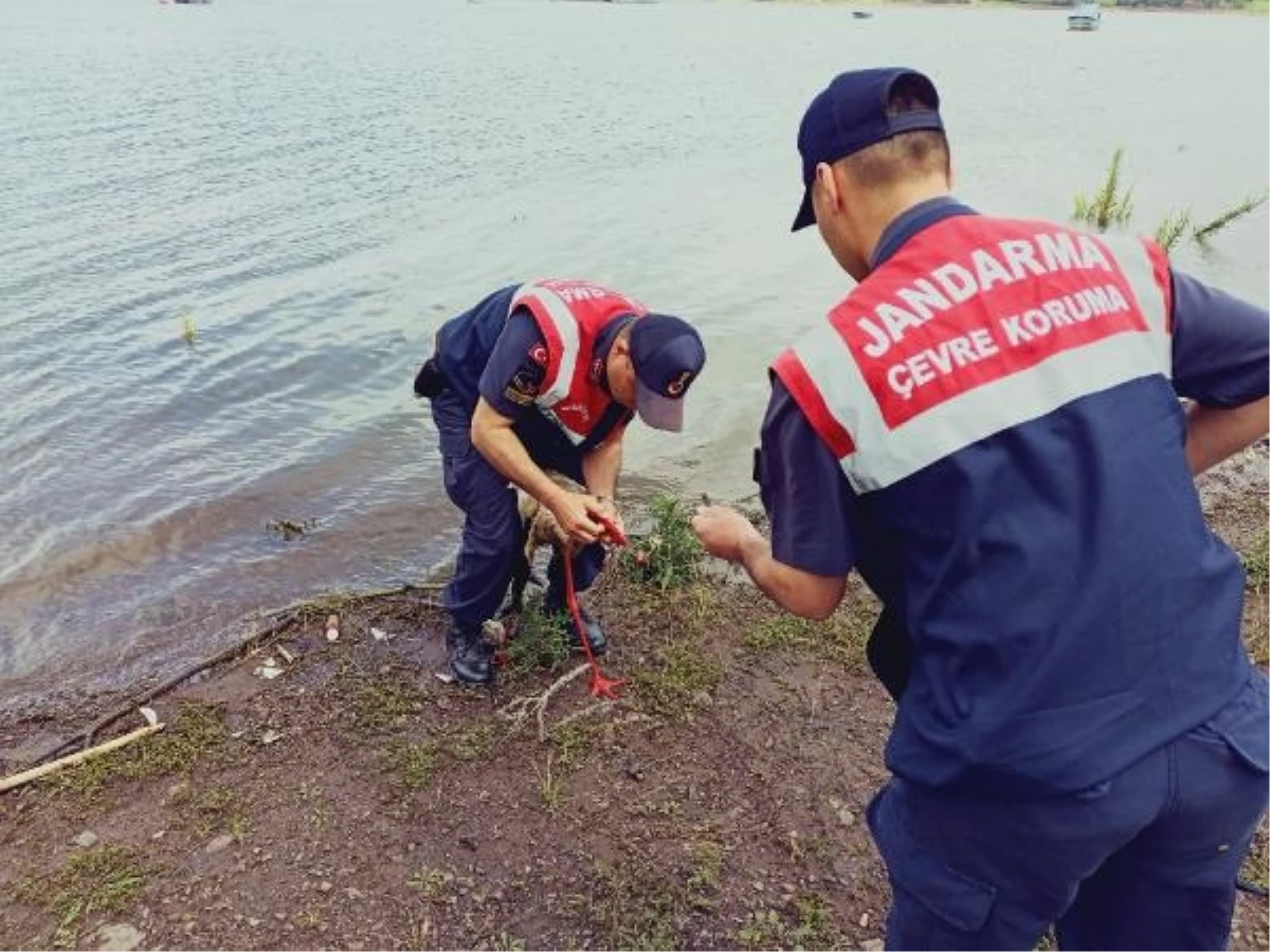 Jandarma ekipleri olta iğnesi yutan leyleği kurtardı