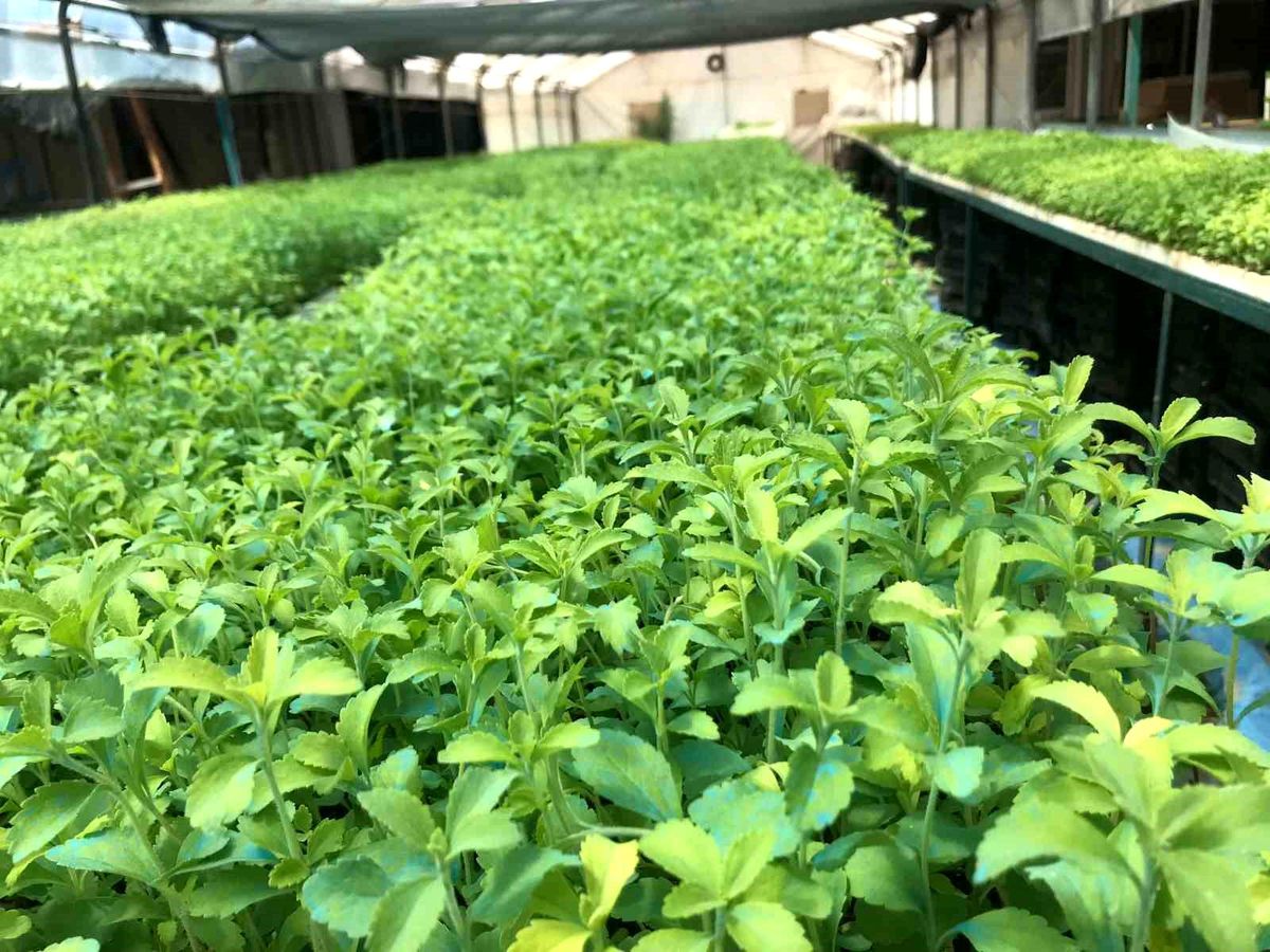Balıkesir\'de Stevia Yetiştiriciliği Artıyor