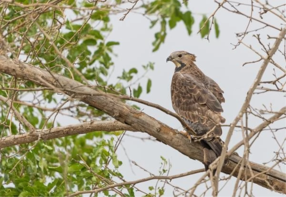 Hindistan kökenli ender kuş türleri Türkiye'de görüntülendi