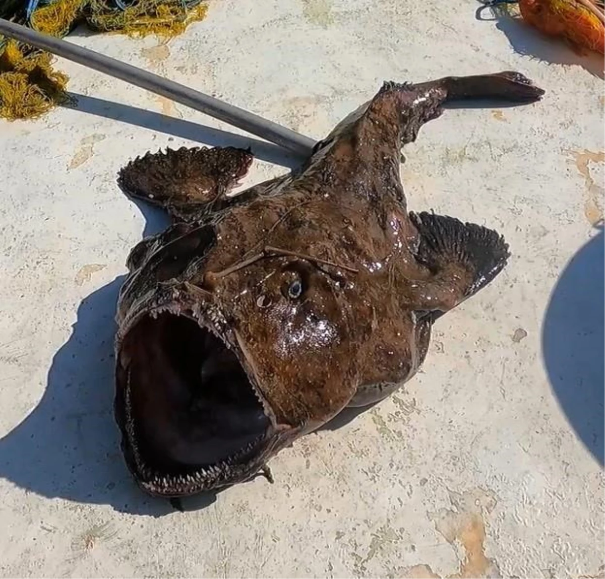 Çanakkale\'de Devasa Boyutta Fener Balığı Yakalandı