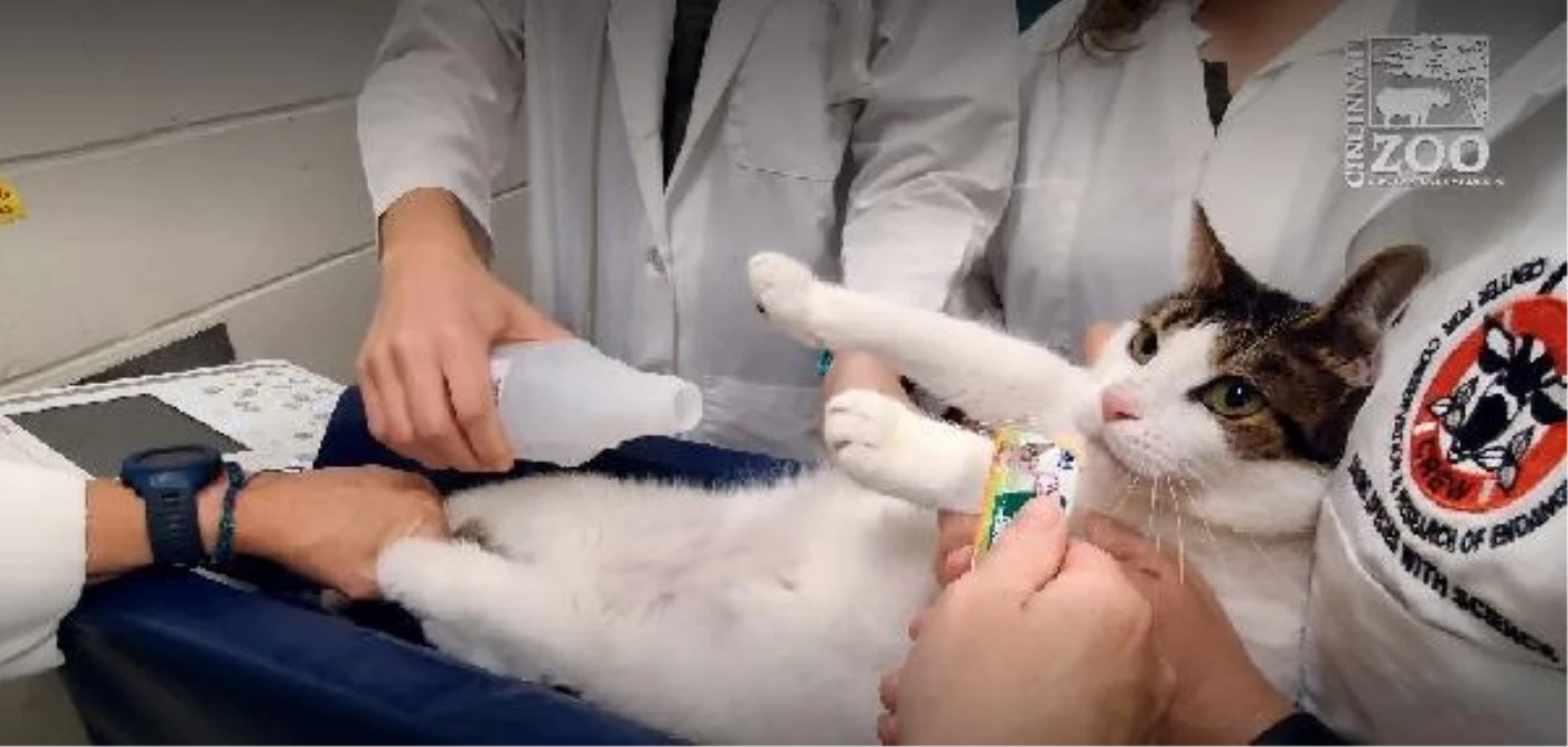 ABD\'li bilim insanları, kedileri ameliyatsız kısırlaştıran gen terapisi geliştirdi