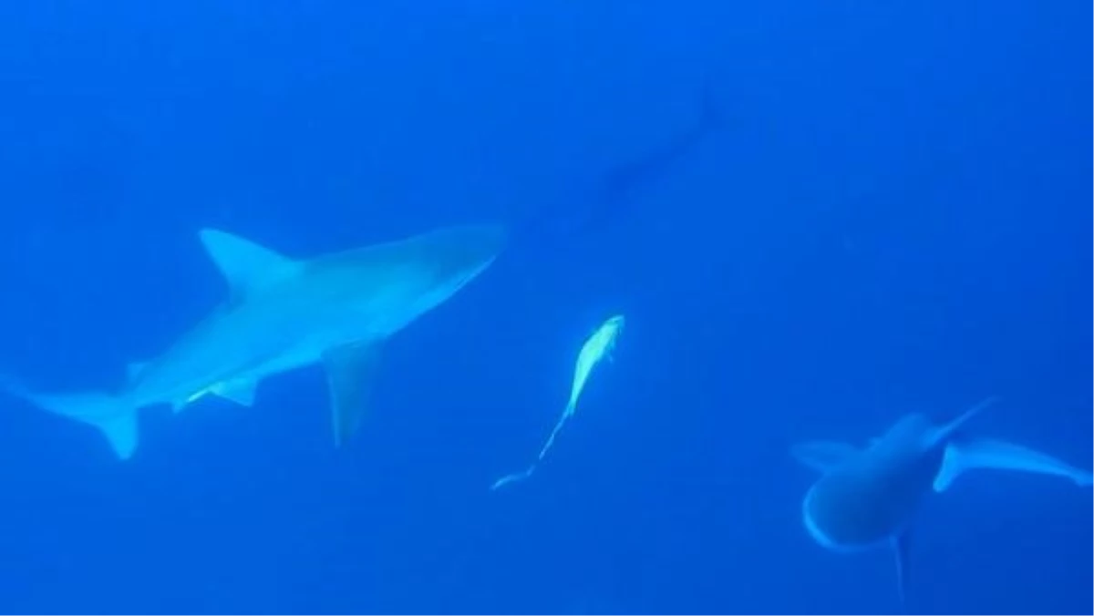 Akdeniz\'deki Köpek Balığı Popülasyonunun Yüzde 97\'si Yok Oldu