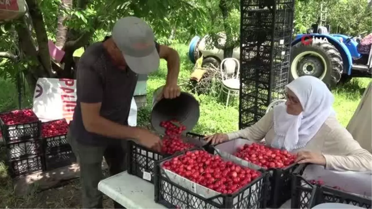 Amasya, Türkiye\'de üçüncü sırada kiraz üretimi yapıyor
