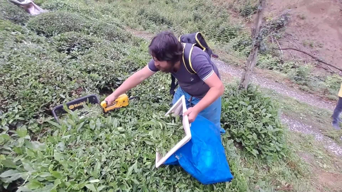 Artvinli çay üreticisi: Gürcü vatandaş buraya çay toplamaya girmedi