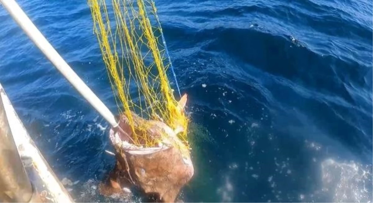 Gökçeada\'da 50 kilogramlık fener balığı yakalandı