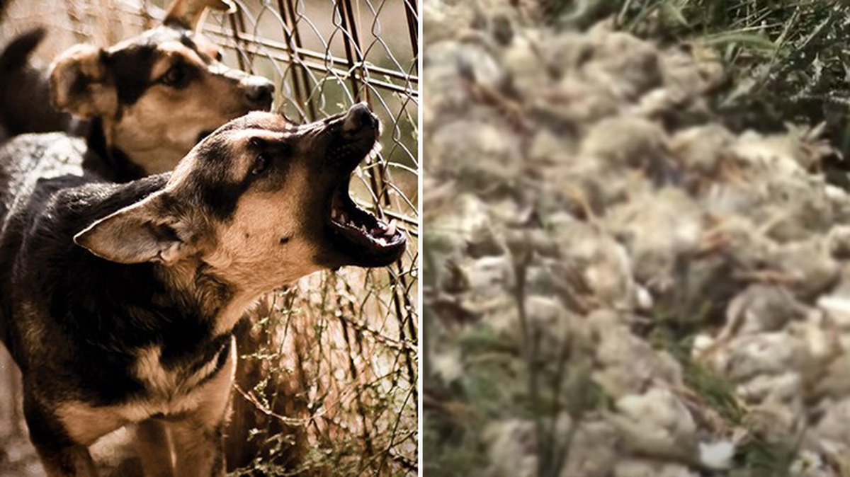 Başıboş sokak köpekleri, tavuk çiftliğindeki bin 300 civcivi telef etti
