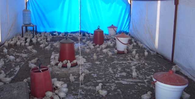Başıboş sokak köpekleri, tavuk çiftliğindeki bin 300 civcivi telef etti Başıboş sokak köpekleri, tavuk çiftliğindeki bin 300 civcivi telef etti