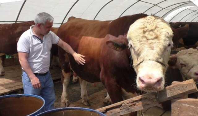 Bin 540 kilo ağırlığında kurbanlık! Ağırlığı kadar fiyatı ve ismi de dikkat çekiyor