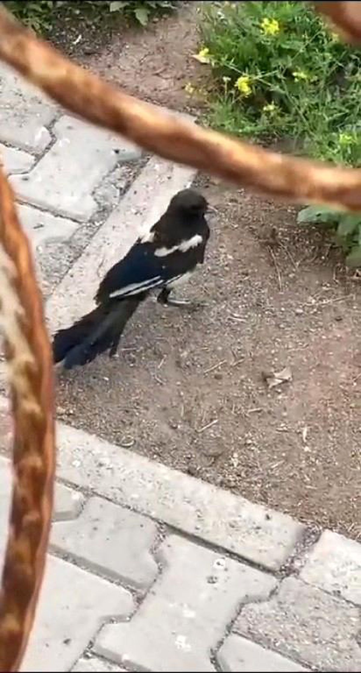 Ankara\'da sıkışan saksağan itfaiye ekipleri tarafından kurtarıldı