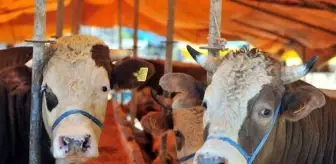 Tüketiciler Birliği, Kurban Bayramı'nda dolandırıcılara karşı uyardı