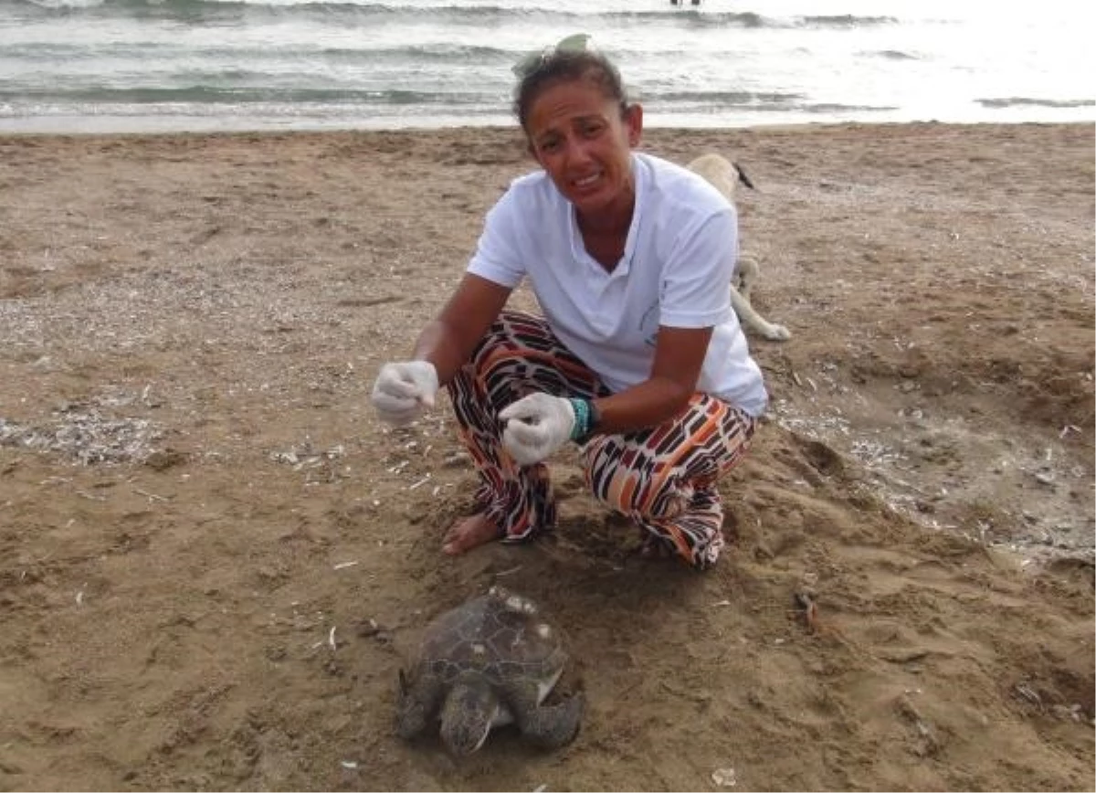 Manavgat\'ta 14. ölü deniz kaplumbağası sahile vurdu