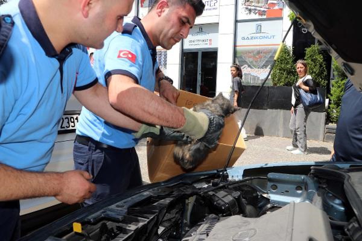 Gaziantep\'te Otomobilin Motor Bölümüne Sıkışan Yavru Kedi İtfaiye Ekipleri Tarafından Kurtarıldı