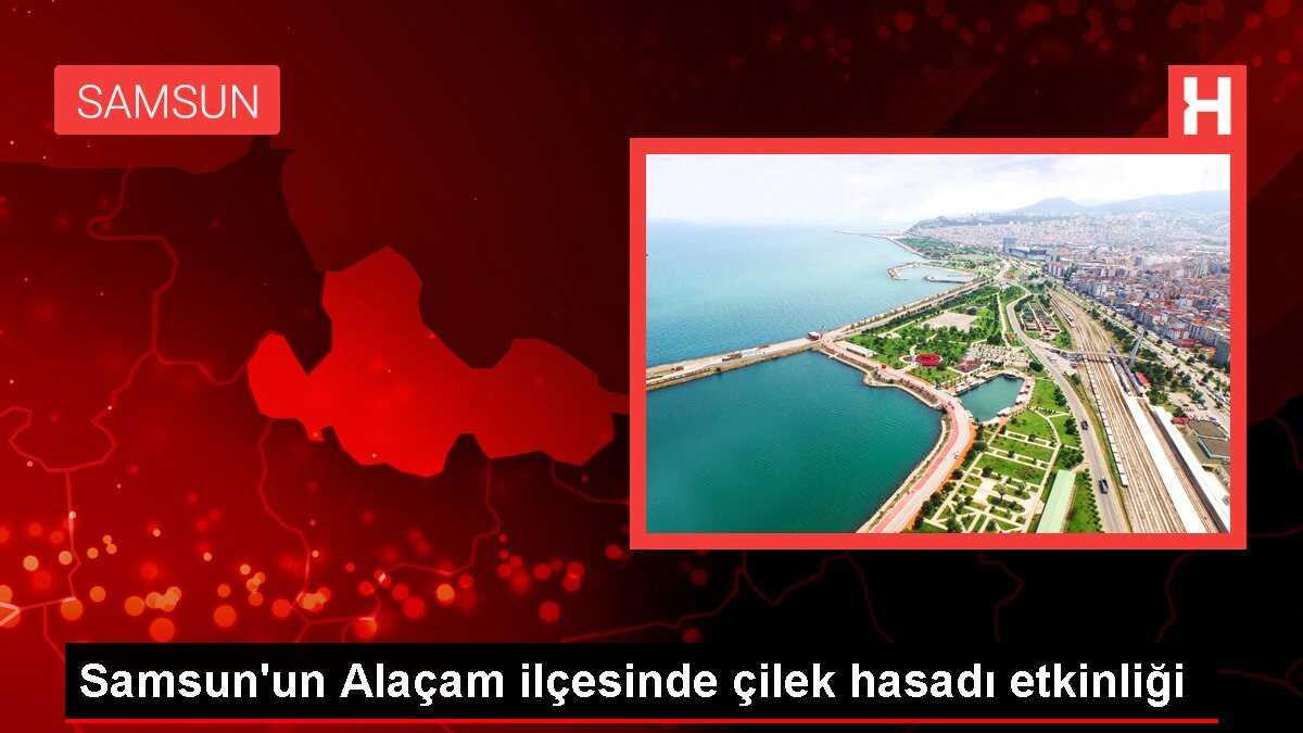 Samsun'un Alaçam ilçesinde Dürtmen Yaylası'nda çilek hasadı etkinliği düzenlendi