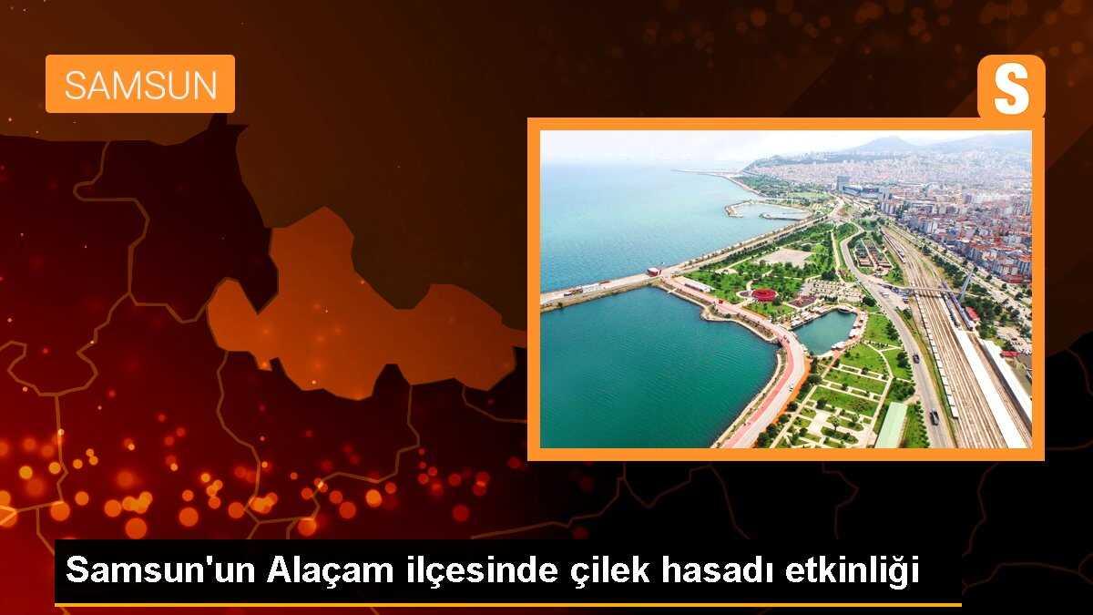 Samsun\'un Alaçam ilçesinde Dürtmen Yaylası\'nda çilek hasadı etkinliği düzenlendi