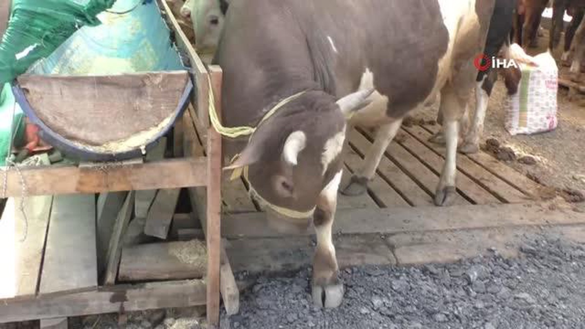 TOGG isimli dana 240 bin lira fiyatı ile alıcısını bekliyor