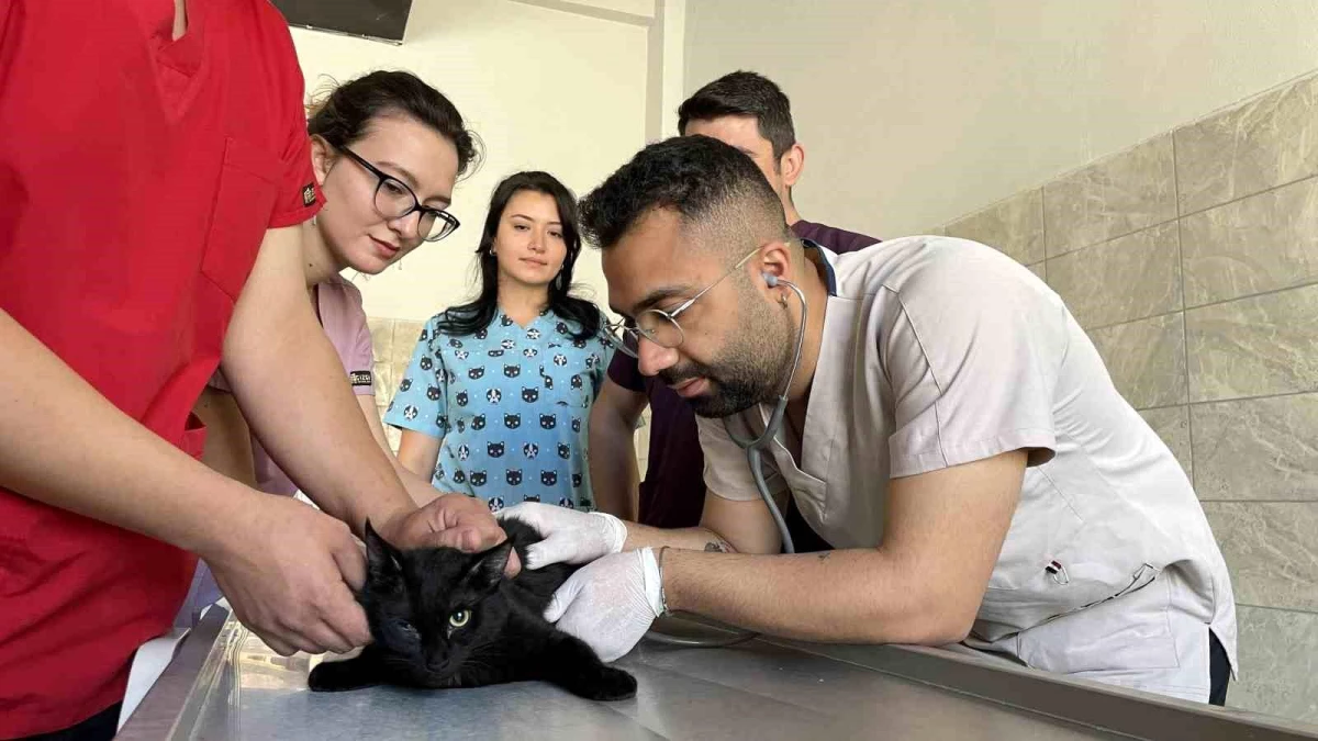 Bingöl Üniversitesi\'nde Hayvan Hastanesi Hizmete Açıldı