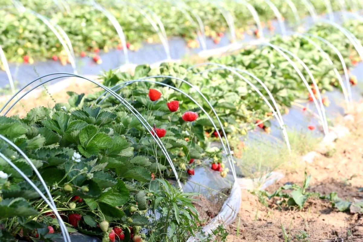 İzmit Belediyesi\'nin Çilek Köyü\'nde Hasat Programı Ertelendi