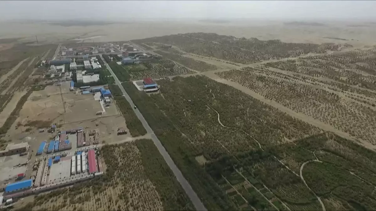 Çin'deki Botanik Bahçesi, Taklamakan Çölü'nde Çölleşmeyi Önlemek İçin Bitki Yetiştiriyor